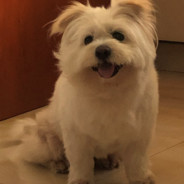 大胖