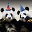 Panda Party