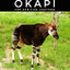 The Okapi in the Meadow