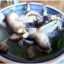 Frog Soup