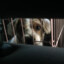 Monty&#039;s Dog