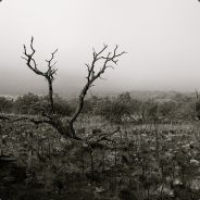 Primeval - steam id 76561197963673529
