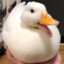 HappyDuck