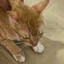 SGT CATCAT BISCOFF MCJOBILAT JR.