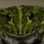 frogs04