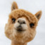 alpacalips101