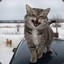 Кицюлька Кил&#039;джеден^-^!Мьяв!