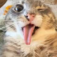 Котик убийца