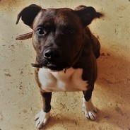 Chrząszcz w trzcinie