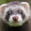 Orange Ferret