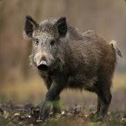 公豬地獄案 - steam id 76561198246744406