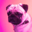 Call Sign: PurplePUG