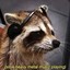 The Best Raccoon