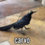 CARVO