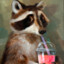 Boba Raccoon