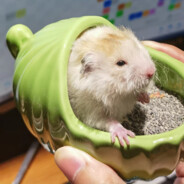 川师黑手党瓦龙