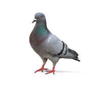 Daveks avatar