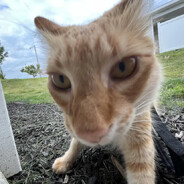 aurpus's avatar