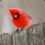 red25bird