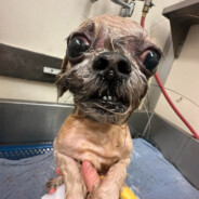 YellowSpad - steam id 76561198811779524