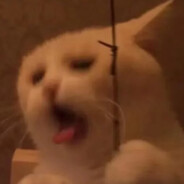 肖申克的熊孩子