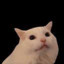 Cat Soup