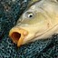 KARP
