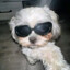 Dog with sunglasses