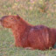 capybara_enjoyer544