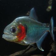 澳洲袋鼠入侵梵蒂冈