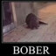 Bober