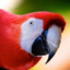 Macaw