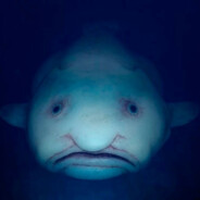 dkfl - steam id 76561199144176761