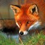 FoxLover69