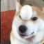 doggo