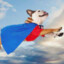 Super_Dog