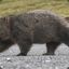 SeriousWombat