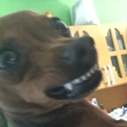 Vinii
