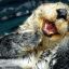 Sea Otter