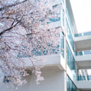 回家咖啡馆和猫