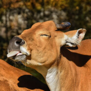 新い世代の芸術家