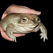 frog