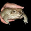 frog (bobuxium)