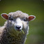 DeepSheep