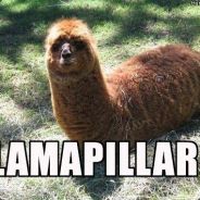 LlamaPillar