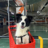 翻斗花园突破手牛爷爷