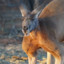 A Humble Kangaroo