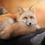 FOX_Liva