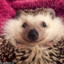 Hedgehog