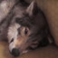 your inner wolf